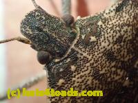 /home//u458753944/public_html/sourcegallery/////Insects and small critters/aphids cicadas lanternflies and true bugs (Hemiptera)/PC250078.JPG